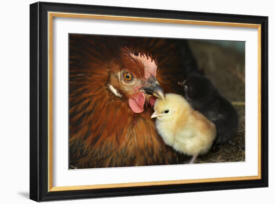Chicken Hen with Chicks-null-Framed Photographic Print