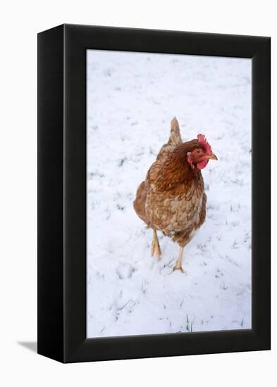 Chicken in Snow-null-Framed Premier Image Canvas