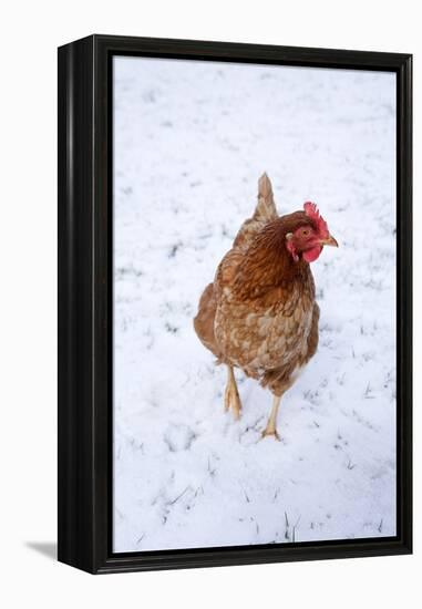 Chicken in Snow-null-Framed Premier Image Canvas