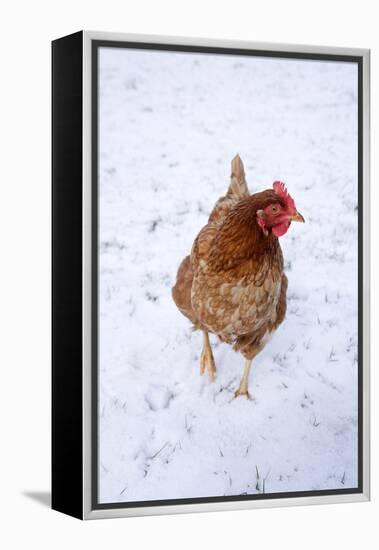 Chicken in Snow-null-Framed Premier Image Canvas