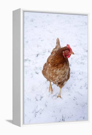 Chicken in Snow-null-Framed Premier Image Canvas