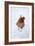 Chicken in Snow-null-Framed Photographic Print