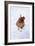 Chicken in Snow-null-Framed Photographic Print