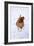 Chicken in Snow-null-Framed Photographic Print