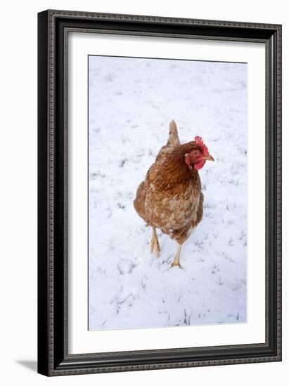 Chicken in Snow-null-Framed Photographic Print