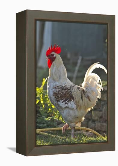 Chicken Rooster-null-Framed Premier Image Canvas