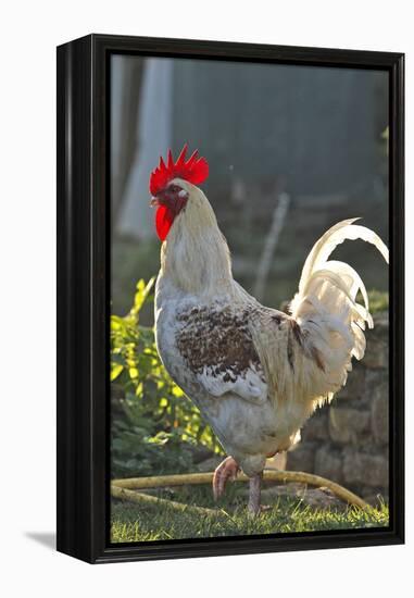 Chicken Rooster-null-Framed Premier Image Canvas