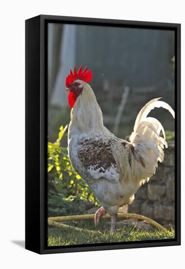 Chicken Rooster-null-Framed Premier Image Canvas