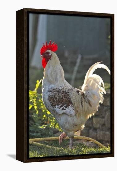 Chicken Rooster-null-Framed Premier Image Canvas