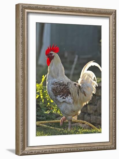 Chicken Rooster-null-Framed Photographic Print