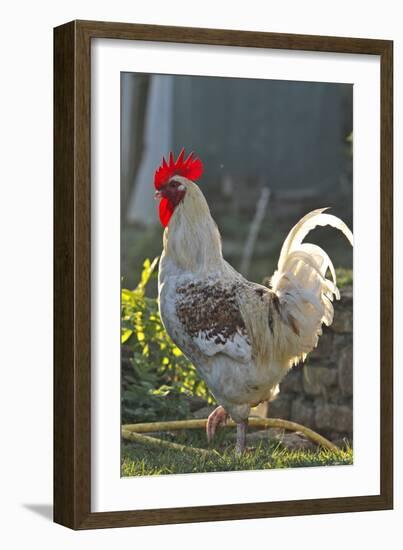 Chicken Rooster-null-Framed Photographic Print