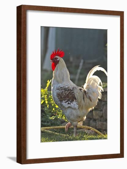 Chicken Rooster-null-Framed Photographic Print