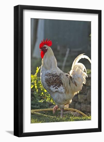 Chicken Rooster-null-Framed Photographic Print