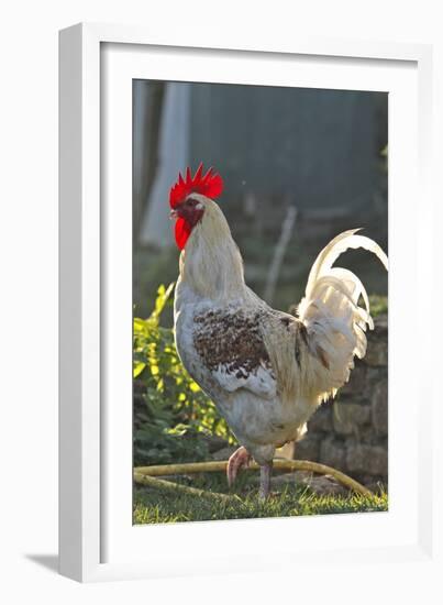 Chicken Rooster-null-Framed Photographic Print