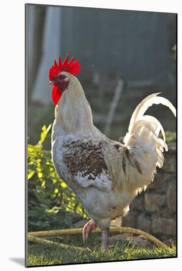 Chicken Rooster-null-Mounted Photographic Print