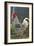 Chicken Rooster-null-Framed Photographic Print