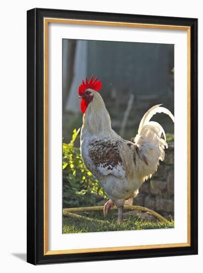 Chicken Rooster-null-Framed Photographic Print