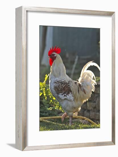 Chicken Rooster-null-Framed Photographic Print