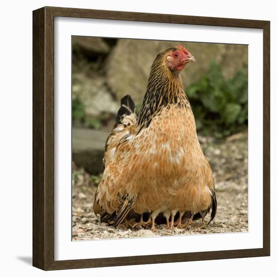 Chicken with Chicks Sheltering under Plumage in Farmyard-null-Framed Photographic Print