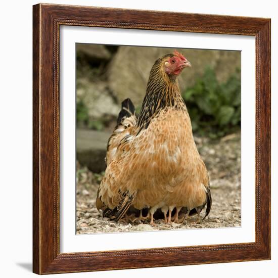 Chicken with Chicks Sheltering under Plumage in Farmyard-null-Framed Photographic Print