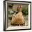 Chicken with Chicks Sheltering under Plumage in Farmyard-null-Framed Photographic Print
