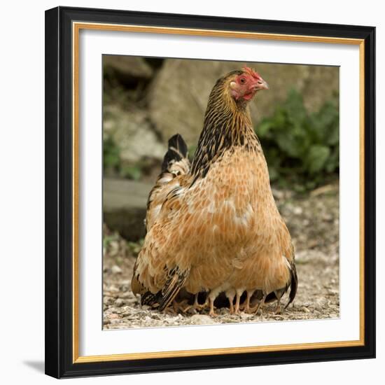 Chicken with Chicks Sheltering under Plumage in Farmyard-null-Framed Photographic Print