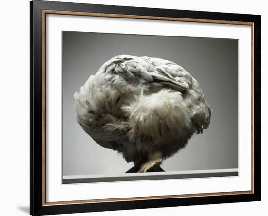 Chicken-Adrianna Williams-Framed Photographic Print