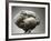 Chicken-Adrianna Williams-Framed Photographic Print