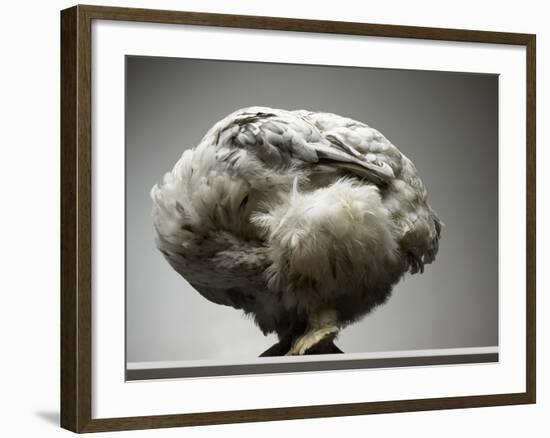 Chicken-Adrianna Williams-Framed Photographic Print