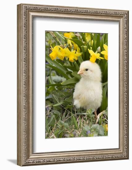 Chicken-Lynn M^ Stone-Framed Photographic Print