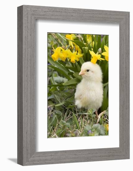 Chicken-Lynn M^ Stone-Framed Photographic Print