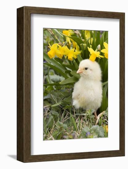 Chicken-Lynn M^ Stone-Framed Photographic Print