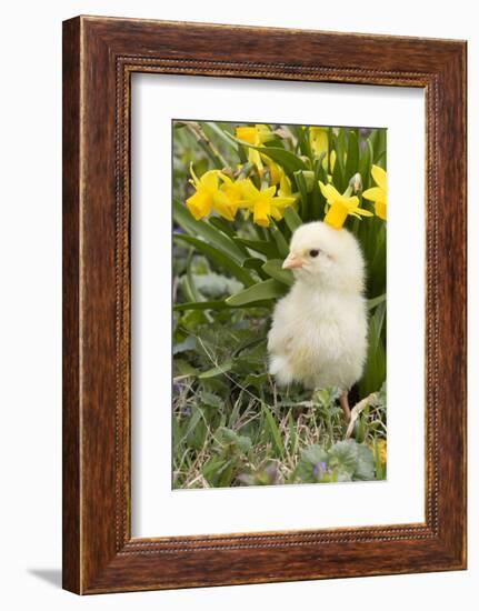 Chicken-Lynn M^ Stone-Framed Photographic Print