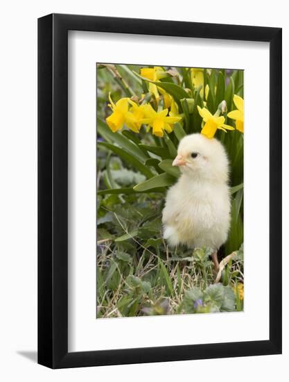 Chicken-Lynn M^ Stone-Framed Photographic Print