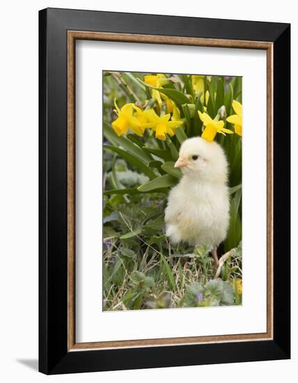 Chicken-Lynn M^ Stone-Framed Photographic Print