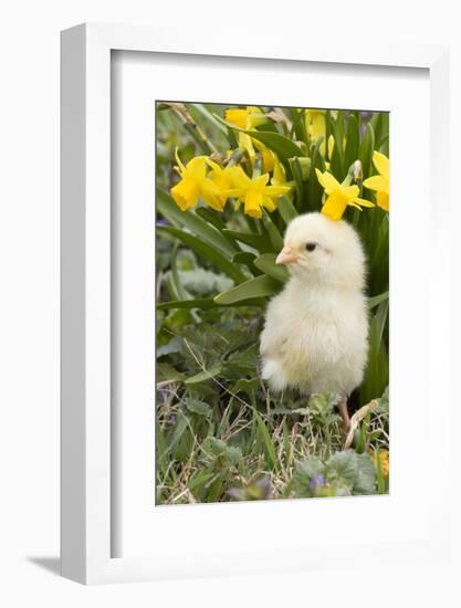 Chicken-Lynn M^ Stone-Framed Photographic Print