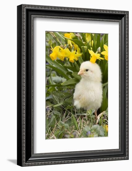 Chicken-Lynn M^ Stone-Framed Photographic Print