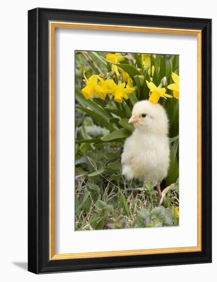 Chicken-Lynn M^ Stone-Framed Photographic Print