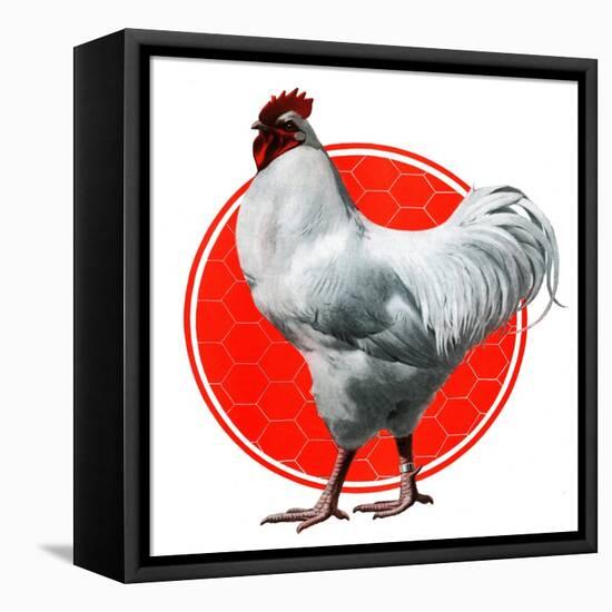 Chicken-Charles Bull-Framed Premier Image Canvas