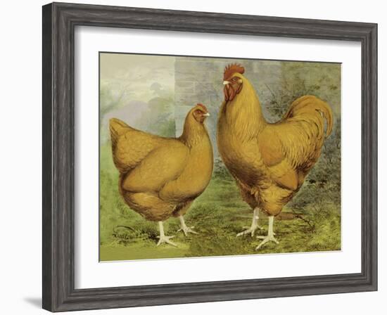 Chickens: Buff Orpingtons-Lewis Wright-Framed Art Print