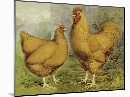 Chickens: Buff Orpingtons-Lewis Wright-Mounted Art Print