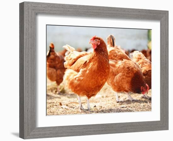Chickens on Traditional Free Range Poultry Farm-monticello-Framed Photographic Print