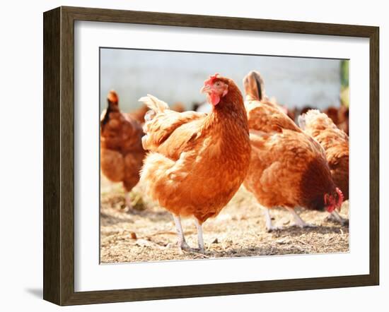 Chickens on Traditional Free Range Poultry Farm-monticello-Framed Photographic Print