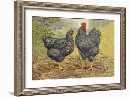 Chickens: Plymouth Rocks-Lewis Wright-Framed Art Print