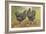 Chickens: Plymouth Rocks-Lewis Wright-Framed Art Print