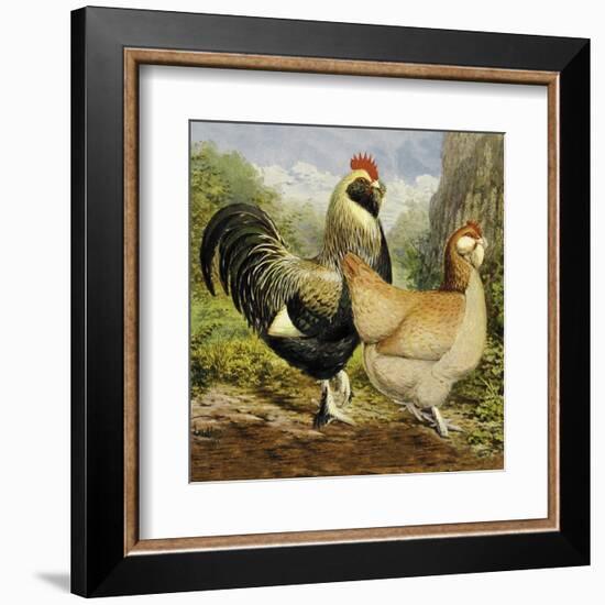 Chickens: Salmon Faverolles-Lewis Wright-Framed Art Print