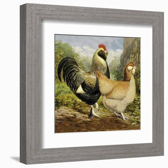 Chickens: Salmon Faverolles-Lewis Wright-Framed Art Print