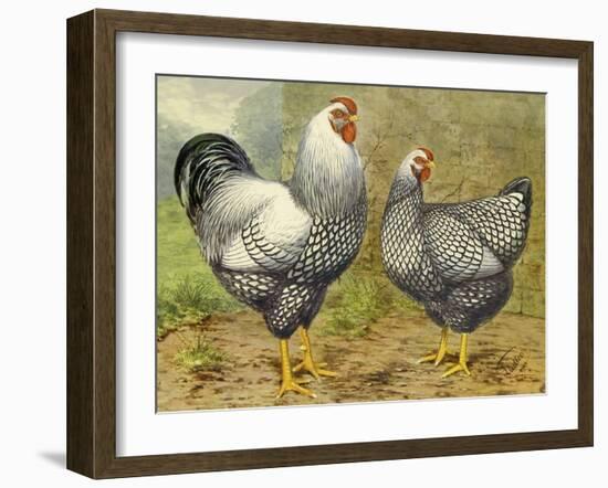 Chickens: Silver Laced Wyandottes-Lewis Wright-Framed Art Print