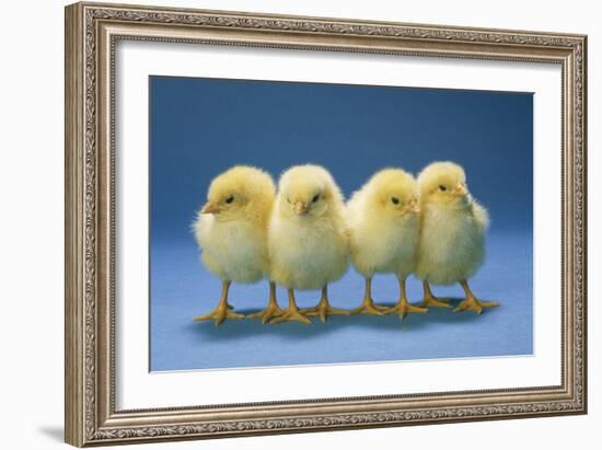 Chickens X4 Chicks-null-Framed Photographic Print