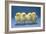 Chickens X4 Chicks-null-Framed Photographic Print
